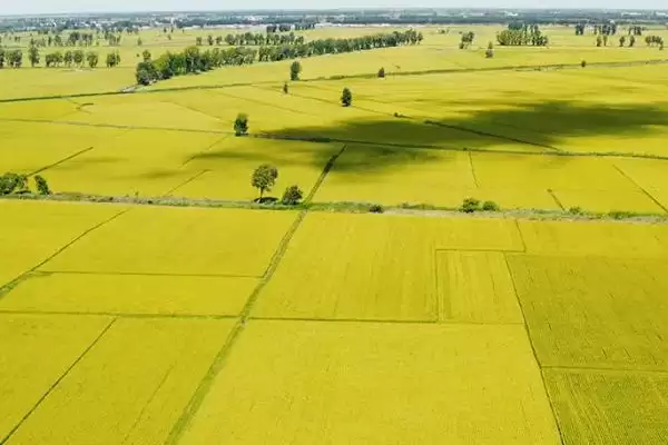 益9优650水稻品种简介与有效穗数(益9优650水稻品种简介及有效穗数)？插图2
