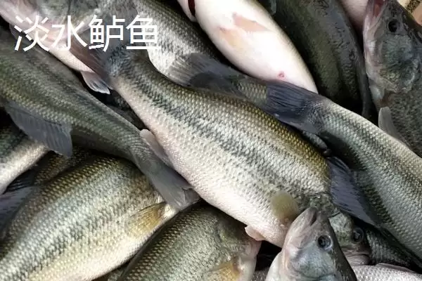 海鲈鱼和淡水鲈鱼区别要点(海鲈鱼和淡水鲈鱼有什么区别，海鲈鱼身体粗长、淡水鲈鱼呈纺锤形)？插图2