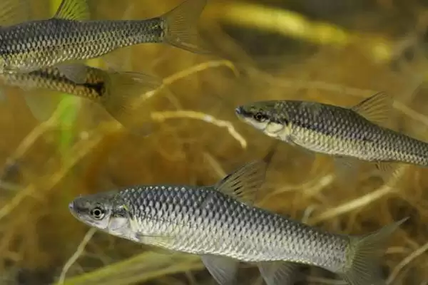 麦穗鱼简介(麦穗鱼普遍分布在我国池塘和溪流中)?插图2 麦穗鱼简介(麦穗鱼普遍分布在我国池塘和溪流中)?插图2