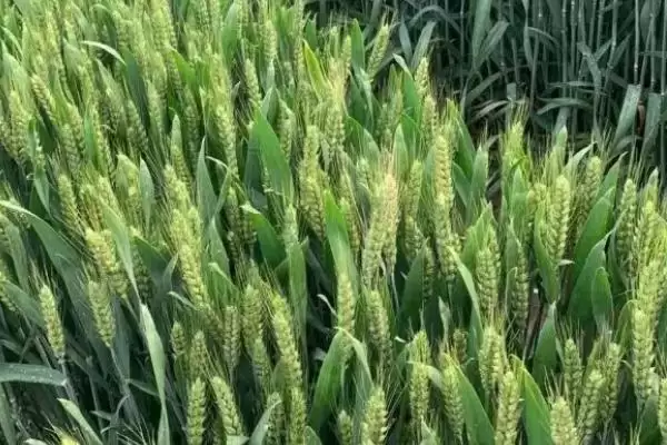 北麦10号小麦品种简介及相关特性(北麦10号小麦品种简介及相关特性)？插图2