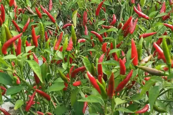 朝天椒种植密度及合理选择要点(朝天椒种植密度如何及合理选择要点)?插图2 朝天椒种植密度及合理选择要点(朝天椒种植密度如何及合理选择要点)?插图2