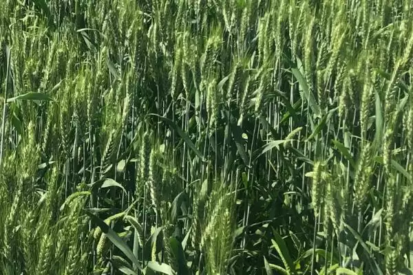 豫农906小麦品种简介与半冬性品种(豫农906小麦品种简介及半冬性品种)?插图2 豫农906小麦品种简介与半冬性品种(豫农906小麦品种简介及半冬性品种)?插图2