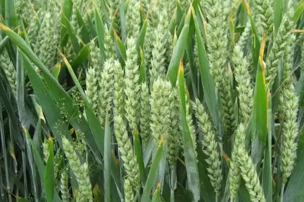 镇麦15小麦种子介绍与春性中熟特性(镇麦15小麦种子介绍及春性中熟特性)?插图2 镇麦15小麦种子介绍与春性中熟特性(镇麦15小麦种子介绍及春性中熟特性)?插图2