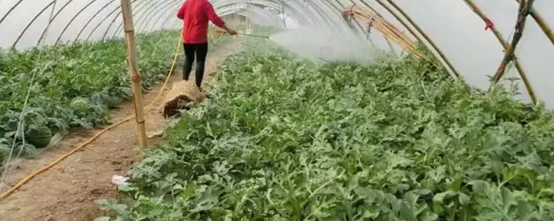 春雷霉素治黄瓜枯萎病等效果好(春雷霉素主治病害效果有何体现)？-会东网