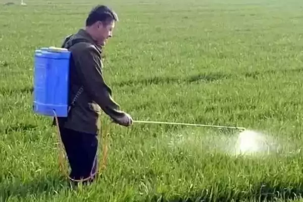 越冬时期小麦蚜虫防治方法及措施(越冬时期如何防治小麦蚜虫及措施)？插图3