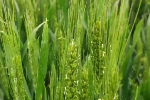 小麦授粉期能否浇水及授粉期禁水原因(小麦授粉期能浇水吗及禁水原因)?插图1 小麦授粉期能否浇水及授粉期禁水原因(小麦授粉期能浇水吗及禁水原因)?插图1