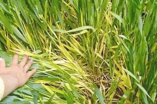 小麦叶枯病发病规律及4-5月发病情况(小麦叶枯病发病规律及发病时间)?插图2 小麦叶枯病发病规律及4-5月发病情况(小麦叶枯病发病规律及发病时间)?插图2