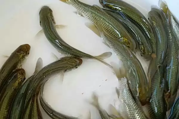 草鱼养殖方法及分级轮养等要点(草鱼如何养殖及分级轮养等要点)?插图3 草鱼养殖方法及分级轮养等要点(草鱼如何养殖及分级轮养等要点)?插图3