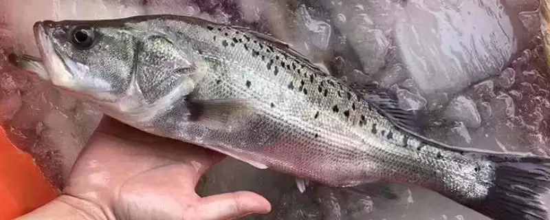 海鲈鱼和淡水鲈鱼区别要点(海鲈鱼和淡水鲈鱼有什么区别，海鲈鱼身体粗长、淡水鲈鱼呈纺锤形)？-会东网