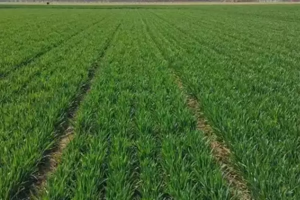 南方小麦种植情况介绍(南方种植的通常是冬小麦)?插图1 南方小麦种植情况介绍(南方种植的通常是冬小麦)?插图1