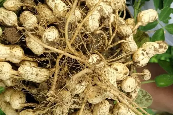 春花生优质品种介绍及豫花等品种优势(有哪些好的春花生品种及品种优势)?插图2 春花生优质品种介绍及豫花等品种优势(有哪些好的春花生品种及品种优势)?插图2