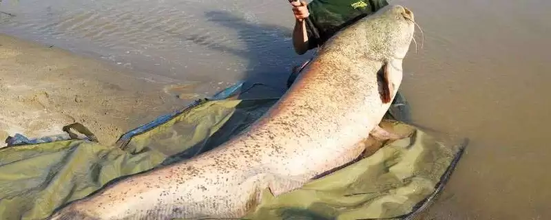 野生鲶鱼重量及与鲶鱼种类关系(野生鲶鱼一般多少斤及与种类关系)？-会东网