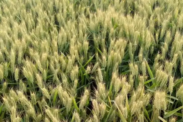 中糯902小麦种子特点与生育期时长(中糯902小麦种子特点及生育期)？插图3