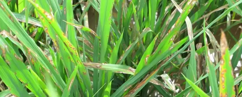 噻呋酰胺防治对象介绍(噻呋酰胺可防治纹枯病等病害)?-会东网