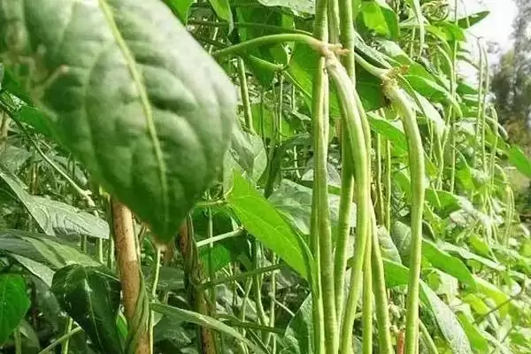 春季适合种植的蔬菜种类(春季适合种植哪些蔬菜，可种植油菜、春大蒜、茄子等)？插图5