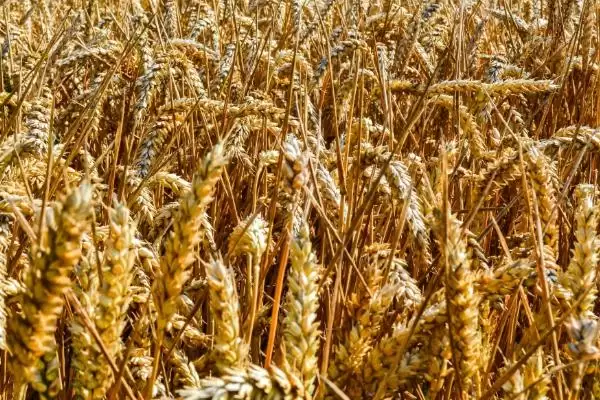 小麦属于南方还是北方作物及分布(小麦属南方还是北方作物及分布)?插图2 小麦属于南方还是北方作物及分布(小麦属南方还是北方作物及分布)?插图2