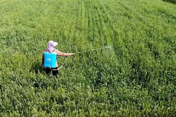 防止羊啃麦苗的用药相关问题(打什么药可以防止羊啃麦苗,一般不建议使用药剂来避免羊啃麦苗)?插图3 防止羊啃麦苗的用药相关问题(打什么药可以防止羊啃麦苗,一般不建议使用药剂来避免羊啃麦苗)?插图3