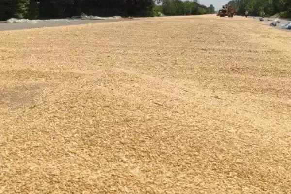 小麦播种前晒种目的及防霉防虫等作用(小麦播种前为啥晒种及作用)?插图2 小麦播种前晒种目的及防霉防虫等作用(小麦播种前为啥晒种及作用)?插图2