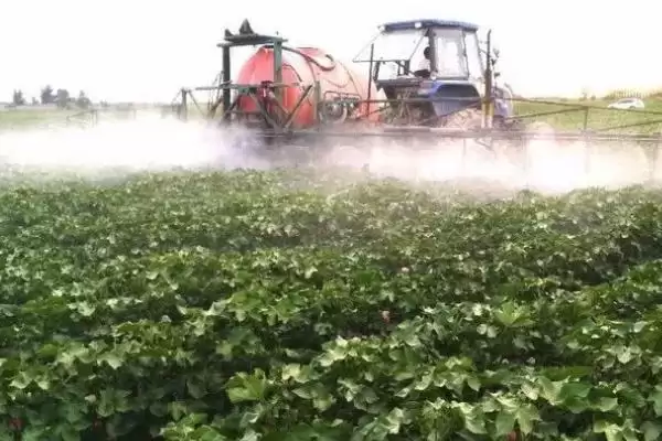 棉花药害补救方法介绍(棉花药害可喷清水稀释农药补救)?插图2 棉花药害补救方法介绍(棉花药害可喷清水稀释农药补救)?插图2