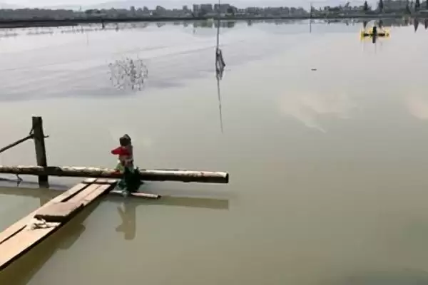 草鱼养殖方法及分级轮养等要点(草鱼如何养殖及分级轮养等要点)?插图1 草鱼养殖方法及分级轮养等要点(草鱼如何养殖及分级轮养等要点)?插图1