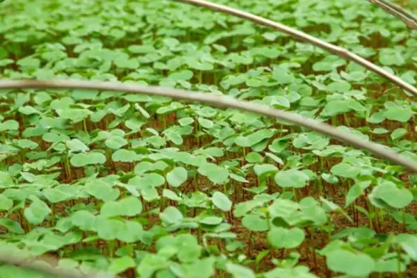 棉花育苗方法介绍(棉花播种前用温水浸种催芽育苗)？插图2