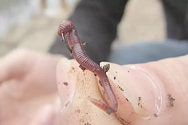 蚯蚓钓鱼挂钩方法介绍(用蚯蚓钓鱼根据对象采用不同挂钩法)？插图2