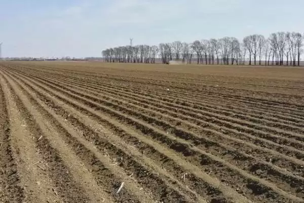 越冬菠菜种植时间与适宜气温条件(越冬菠菜什么时候种及适宜气温)?插图3 越冬菠菜种植时间与适宜气温条件(越冬菠菜什么时候种及适宜气温)?插图3