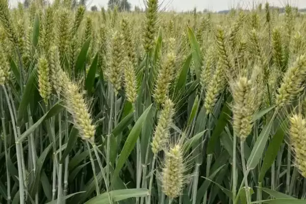 中麦121小麦品种简介与浇水次数(中麦121小麦品种简介及浇水次数)？插图1