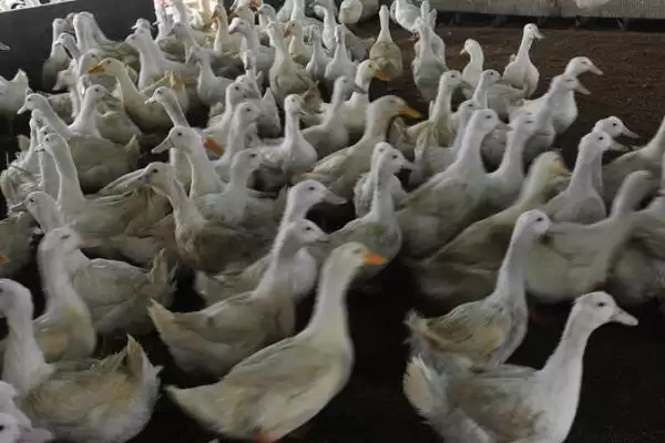 肉鸭应激饲养要点(肉鸭夏季应激饲养要注意通风)?插图3 肉鸭应激饲养要点(肉鸭夏季应激饲养要注意通风)?插图3