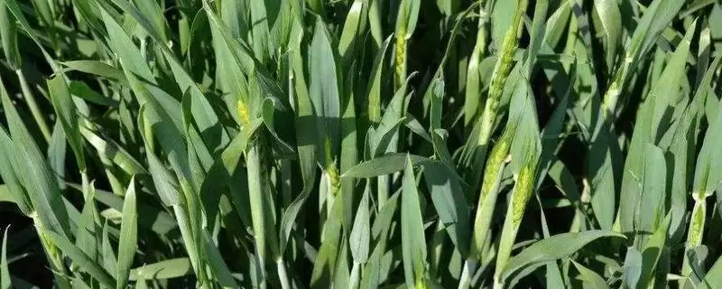 囤麦259小麦品种情况、所属类型(囤麦259小麦品种简介，半冬性品种)？-会东网