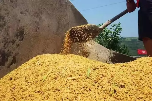 稻谷堆温度过高会产生霉变甚至发芽霉烂(稻谷堆温度过高危害有何影响)？插图3