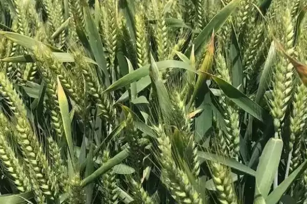 扬麦19小麦种子简介与条锈病抗性(扬麦19小麦种子简介及条锈病抗性)？插图3