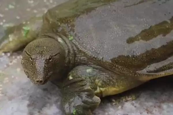 钓甲鱼方法及鱼竿要求相关说明(怎么钓甲鱼及对鱼竿要求说明)?插图1 钓甲鱼方法及鱼竿要求相关说明(怎么钓甲鱼及对鱼竿要求说明)?插图1