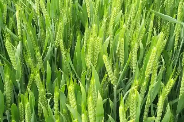 通麦2号小麦种子种植要点(通麦2号选择中等以上肥力地块种植)？插图3