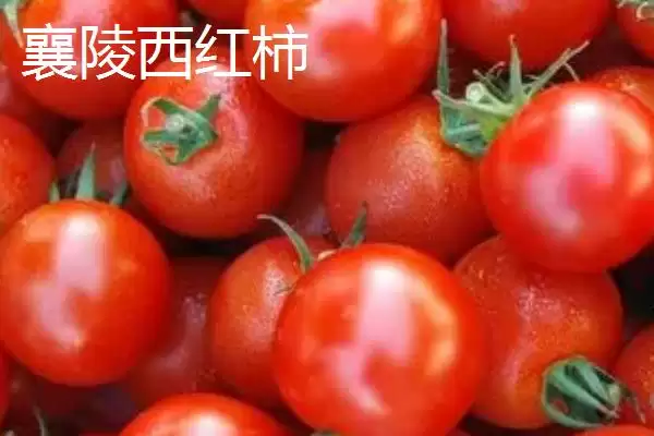 山西省襄汾县特产介绍(山西省襄汾县有地黄药材营销基地)？插图6