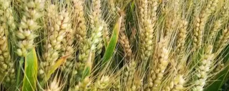 小麦授粉期能否浇水及授粉期禁水原因(小麦授粉期能浇水吗及禁水原因)?插图 小麦授粉期能否浇水及授粉期禁水原因(小麦授粉期能浇水吗及禁水原因)?插图