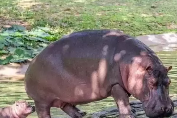 河马能否私人养殖相关情况(河马能否私人养殖,属于危险动物不能私人养殖)?插图1 河马能否私人养殖相关情况(河马能否私人养殖,属于危险动物不能私人养殖)?插图1