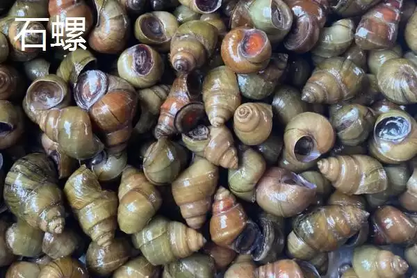 淡水螺的产地相关情况(淡水螺的产地,广东、福建等地养殖较多)?插图3 淡水螺的产地相关情况(淡水螺的产地,广东、福建等地养殖较多)?插图3