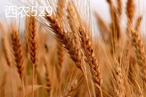 河南麦子品种选择推荐及品种介绍(在河南选择哪个麦子品种好及品种推荐)?插图4 河南麦子品种选择推荐及品种介绍(在河南选择哪个麦子品种好及品种推荐)?插图4