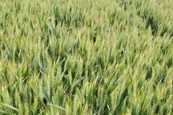 徐麦2023小麦种子特征特性与适宜播期(徐麦2023小麦种子特征及播期)？插图1