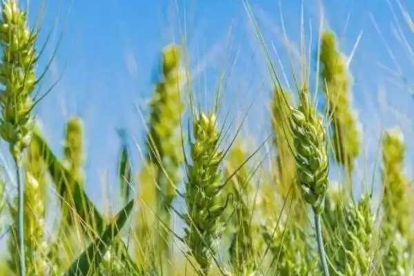 小麦抗性蚜虫治理方法及杀虫剂选择(小麦抗性蚜虫咋治理及杀虫剂选择)？插图1