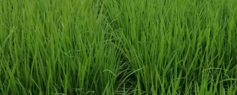 沪稻89号水稻种子注意病虫草防治要点(沪稻89号水稻种子病虫草防治要点)?-会东网