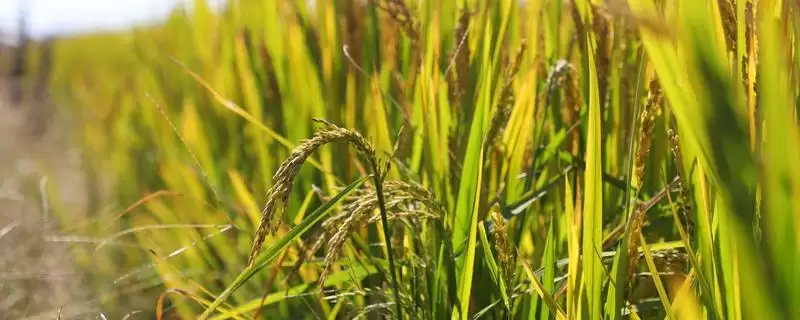 杂交水稻和普通水稻区别及分析(杂交水稻和普通水稻有啥区别及分析)?-会东网