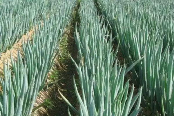 春季适合种植的蔬菜种类(春季适合种植哪些蔬菜，可种植油菜、春大蒜、茄子等)？插图2