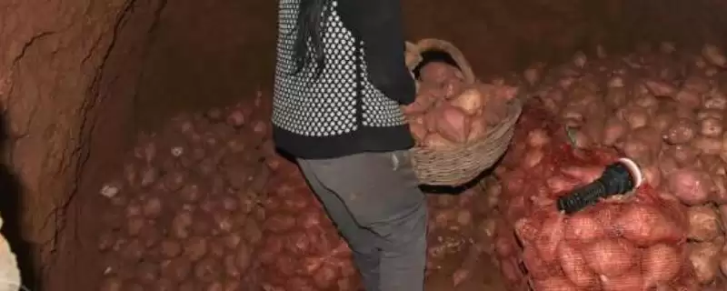 红薯窖储前保证湿度温度含氧量处理要点(红薯窖储前保证湿度温度含氧量要点)？-会东网