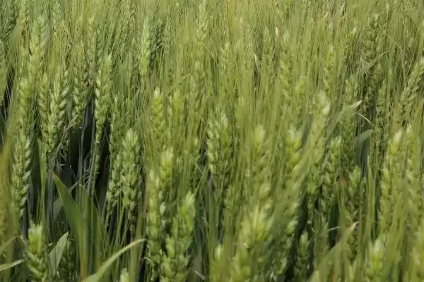 存麦633小麦品种特性、熟期情况(存麦633小麦品种的特性,与对照品种周麦18熟期相当)?插图1 存麦633小麦品种特性、熟期情况(存麦633小麦品种的特性,与对照品种周麦18熟期相当)?插图1