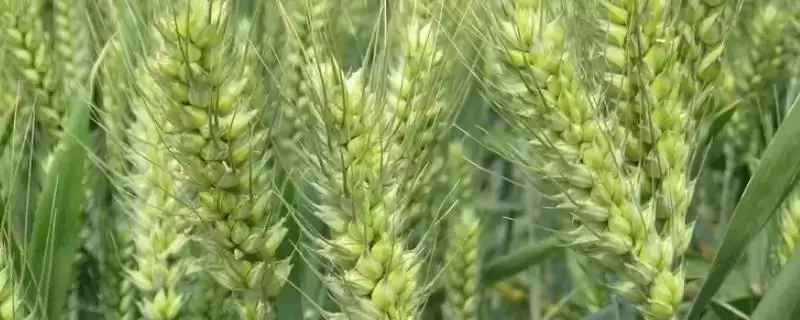 青麦4号小麦品种播期介绍(青麦4号9月中下旬播种)？-会东网