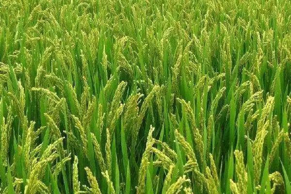 川康优637水稻种子是籼型三系杂交水稻品种(川康优637水稻种子籼型三系杂交有何特性)？插图3