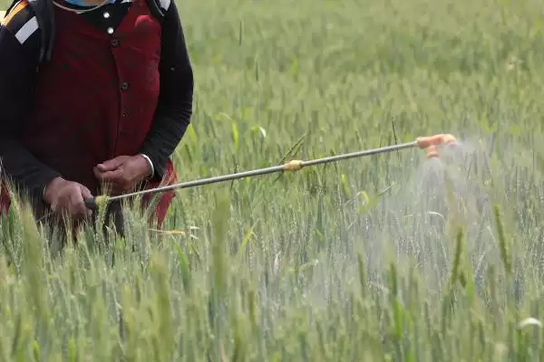 种植冬小麦除草时间及拔节初期用药(种植冬小麦何时除草及拔节初期用药)？插图1
