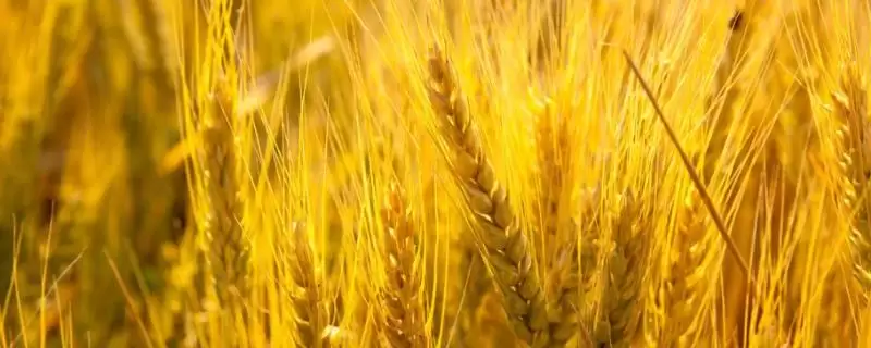 淮麦52小麦种子特点、全生育期(淮麦52小麦种子特点,全生育期223.9天)?-会东网